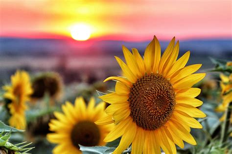 Los girasoles. 8 cosas que tal vez no conocía sobre ellos - Verde Vida ...