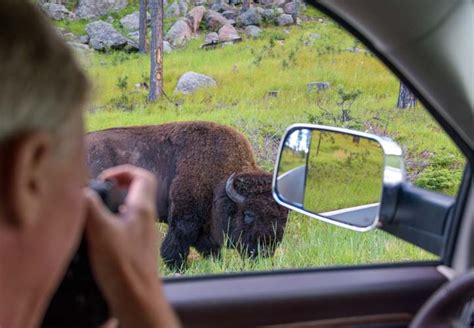 Custer State Park Wildlife Loop Road - Where the Animals Are! | Roads Less Traveled