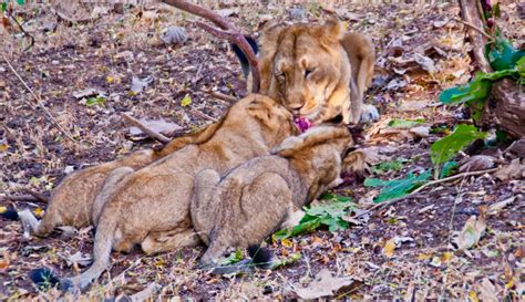 Gir National Park Safari and Other Information - My Simple Sojourn