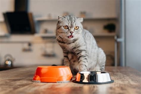 Why Is My Cat Not Eating Wet Food – Concern Or Normal? – FAQcats.com