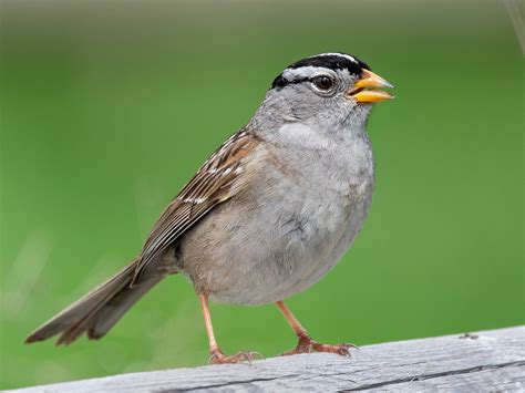 White-crowned Sparrow - eBird