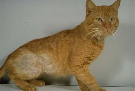 Feline psychogenic alopecia - Causes, symptoms and treatment