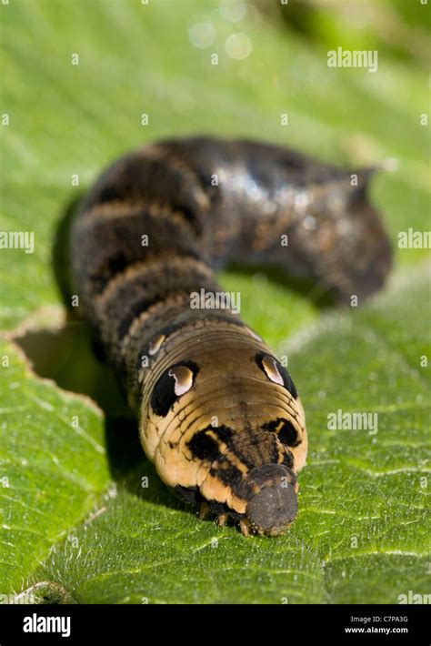 Moth Larvae Caterpillar