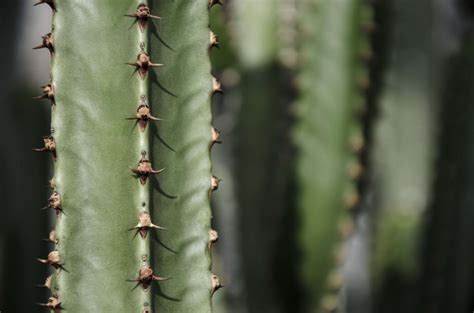 cactus plant, nature, plants 4k wallpaper - Coolwallpapers.me!