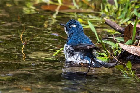 Pangot Sattal Bird Watching – Uttarakhand Trip Trek