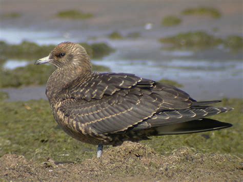 Parasitic Jaeger (Stercorarius parasiticus) | Wild Bird Gallery