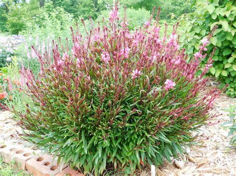 Oenothera lindheimeri 'Belleza' (Belleza® Gaura, Guara) | North ...