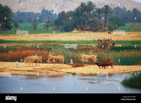 Egypt. Farming Along The Nile Stock Photo: 53134838 - Alamy