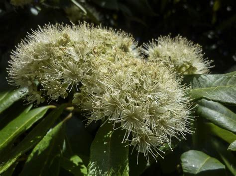 Backhousia citriodora | Australian Plants Society