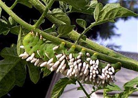 Hornworm_parasites.jpg