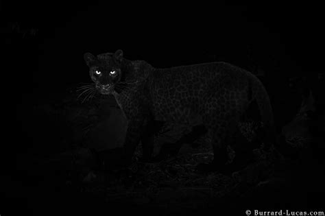 Black Panther Hunting Prey