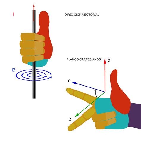 PULGAR OPONIBLE