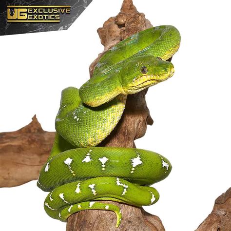 Emerald Tree Boas For Sale - Underground Reptiles