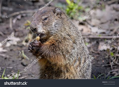 Woodchuck Teeth: Over 260 Royalty-Free Licensable Stock Photos ...