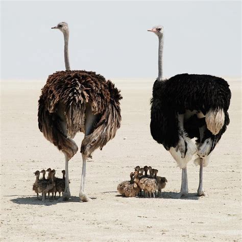 An entire ostrich family on the magnificent #etoshasaltpan - the little ...