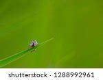 Small Spider on a blade of grass image - Free stock photo - Public Domain photo - CC0 Images