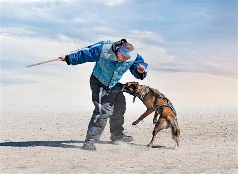 Premium Photo | Training of belgian shepherd