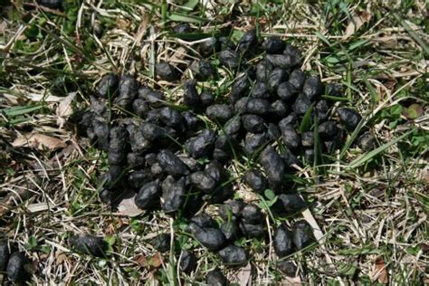 What Does Fox Poop Look Like? Fox Scat Identification - Animal Hype