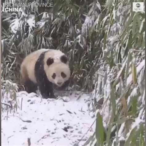 Video Giant pandas released into nature reserve - ABC News