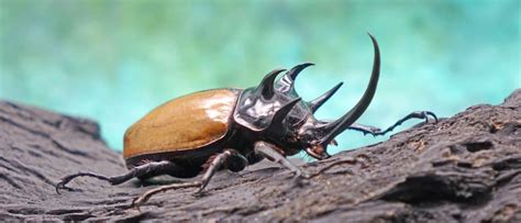 Beetle - A-Z Animals