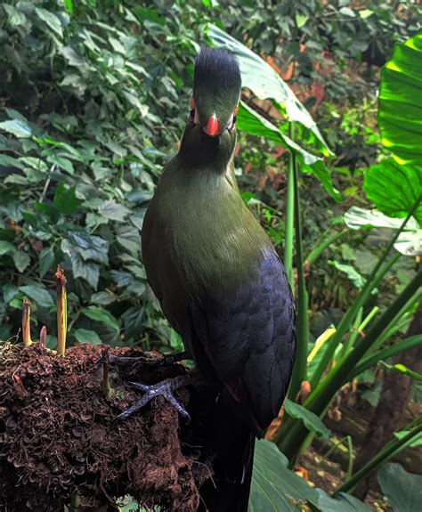 Turaco Bird Perched - Free photo on Pixabay - Pixabay