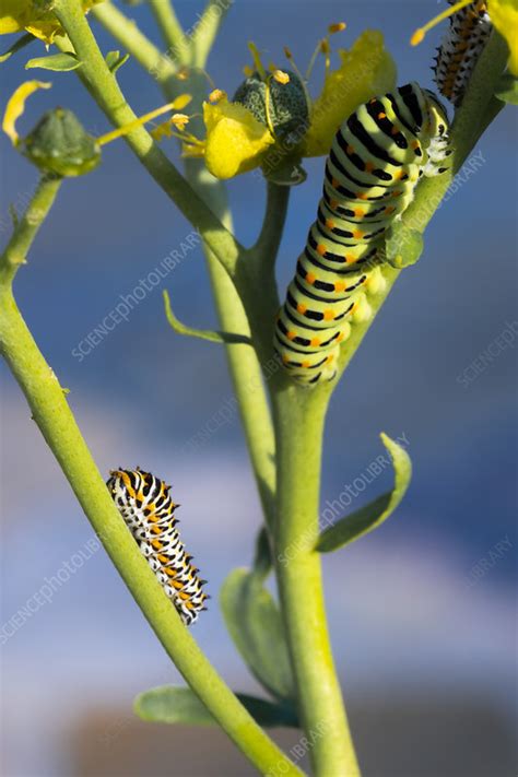 Old world swallowtail caterpillar - Stock Image - C050/5304 - Science Photo Library