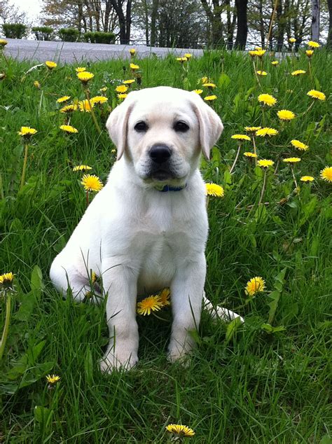 English Yellow Lab Puppies