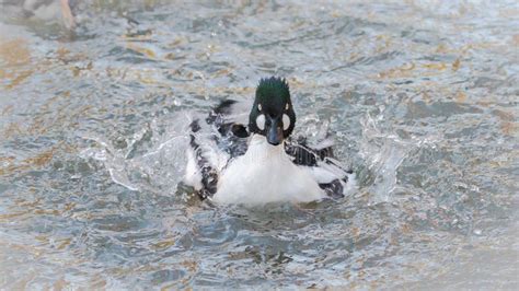 Common Goldeneye, duck stock photo. Image of drops, eyes - 130983246