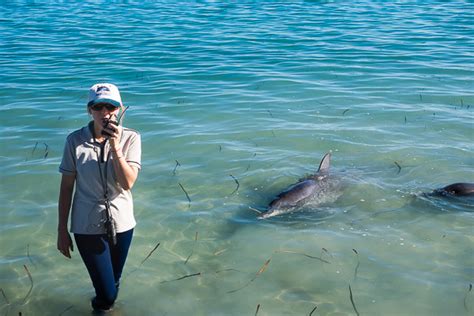 Feeding Wild Dolphins at Monkey Mia