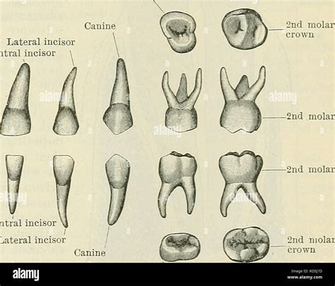 Baby Teeth Anatomy