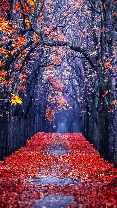 Frosted Autumn Leaves Wallpapers - Wallpaper Cave