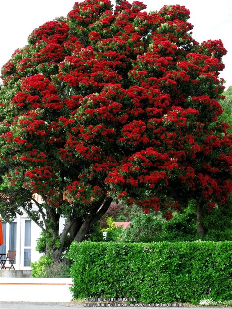 Photo of the entire plant of New Zealand Christmas Tree (Metrosideros excelsa) posted by ...