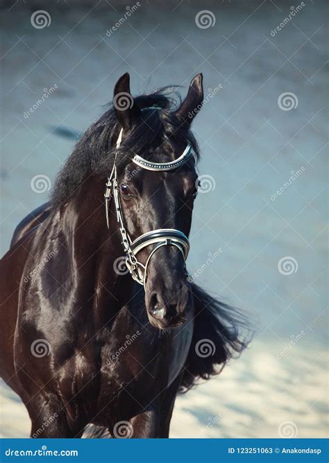 Running Beautiful Black Stallion in the Desert Stock Image - Image of show, sportive: 123251063