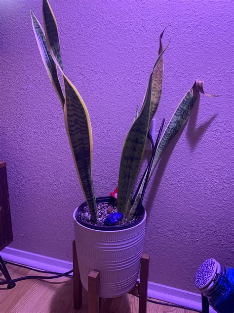 snake plant help : r/plantclinic