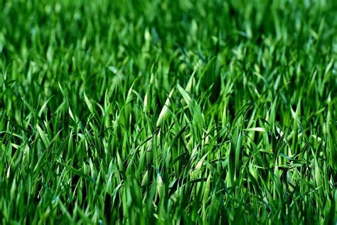 4 Best Grass Types for Lawns in Chicago