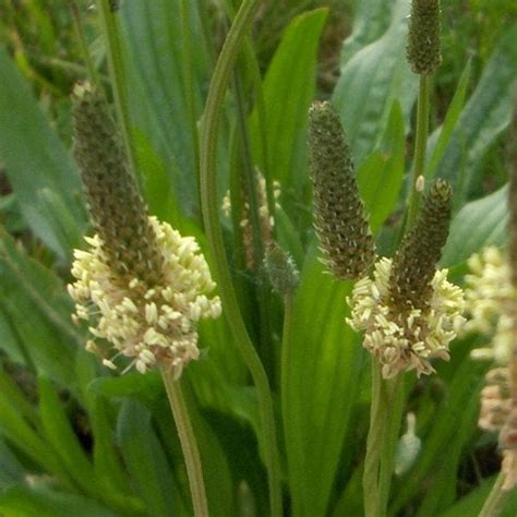 English Plantain Herb Seeds plantago Lanceolata 100seeds - Etsy