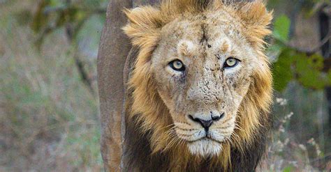 Population Of Asiatic Lions Increased Considerably In Gir Wildlife Sanctuary: Lion Census - The ...