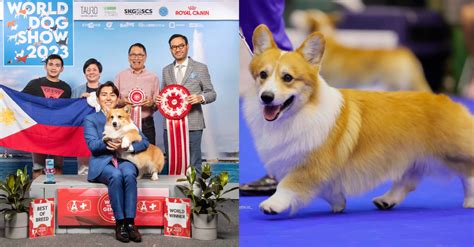 LOOK: Corgi from PH Hailed As World Winner at World Dog Show 2023 ...