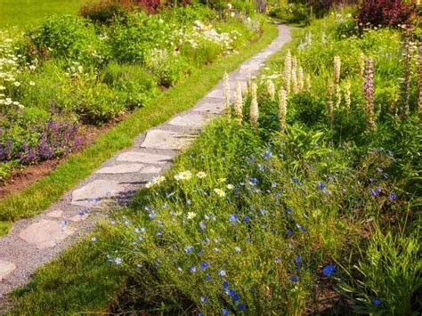 A Beginner’s Guide to Wildflower Gardens