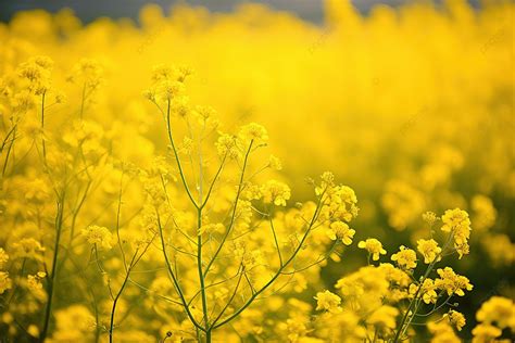 Yellow Flowers In A Field Background, High Resolution, Domestic, Domestic Travel Background ...