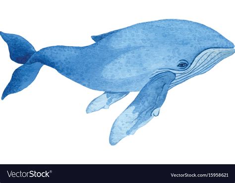 Humpback whale Royalty Free Vector Image - VectorStock