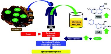 Detoxification of heterocyclic aromatic amines from grilled meat using a PEITC-rich vegetable ...