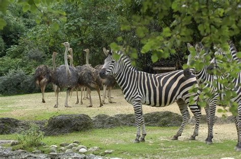 Zoo and Botanical Gardens in Sanford, FL | Zoo, Florida zoo, Zoo boo