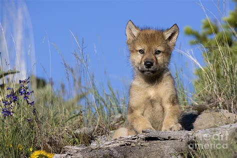 Gray Wolf Cub Photograph by Jean-Louis Klein & Marie-Luce Hubert - Pixels