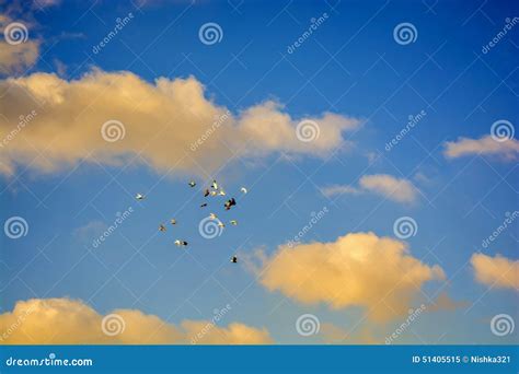 Pigeons Flying, Blue Sky, White Clouds P6 Stock Image - Image of ...