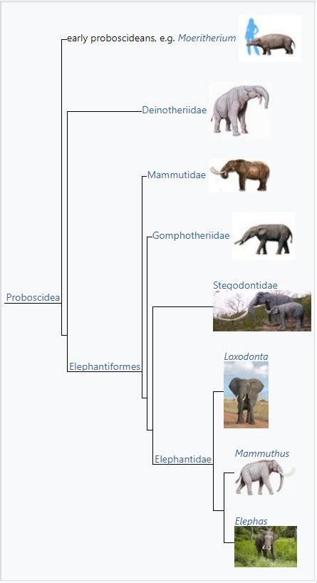 Elephant Evolution Timeline