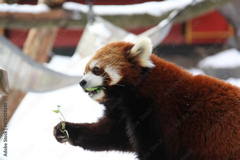 red panda eating bamboo Stock Photo | Adobe Stock