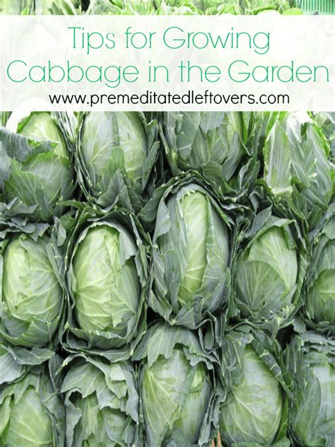 Tips for Growing Cabbage in Your Garden