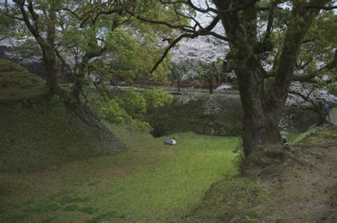 Gazing at cherry blossoms and history: hanami at Kumamoto Castle