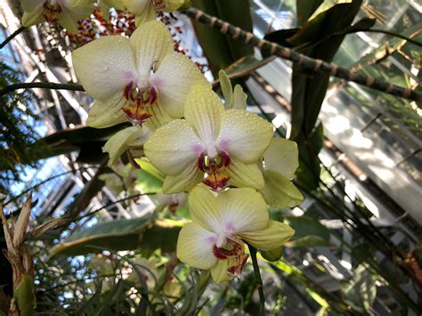 Pretty, pale yellow Phalaenopsis orchid – Brooklyn Orchids